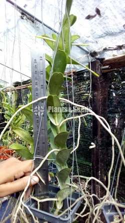 Trichoglottis brachiata