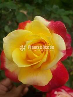 Roses