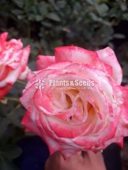 Roses