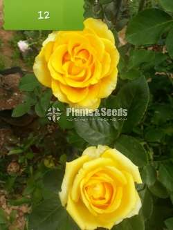 Roses