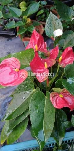 Ciera red Anthurium