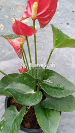 Ciera red Anthurium