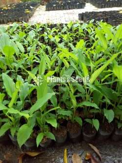Turmeric Plants (කහ පැල)