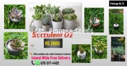 Succulent Package