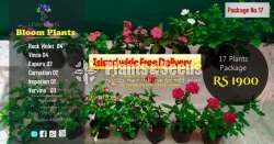 Blooms Plant Package