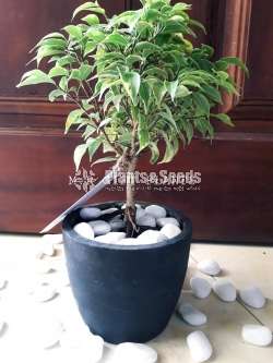 Benjamina (බෙන්ජමිනා)