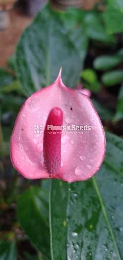 Anthurium Collection
