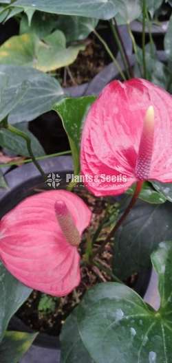Anthurium Collection