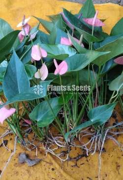 Anthurium Collection