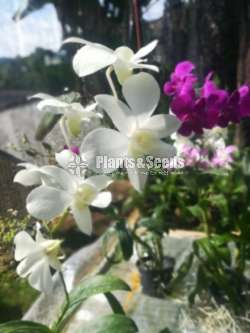 Dendrobium blooming size orchids