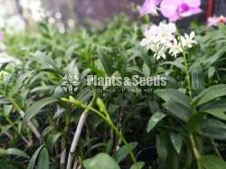 Dendrobium blooming size orchids