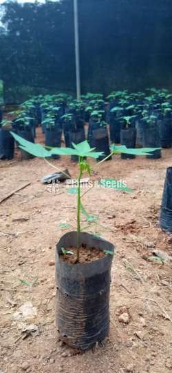 Papaya Plants ( දෙමුහුම් ගස්ලබු පැල )