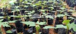 Papaya Plants ( දෙමුහුම් ගස්ලබු පැල )