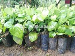 Black Pepper(ගම්මිරිස් )