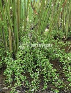 එන්සාල් ( කරදමුංගු) පැල (Cardamom)