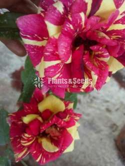 Roses (වර්ණ රැසකින් )