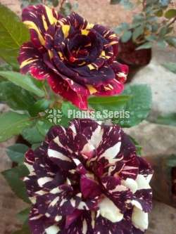 Roses (වර්ණ රැසකින් )