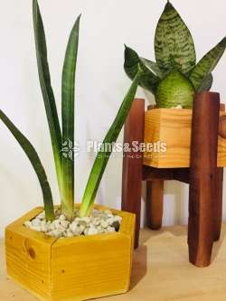 Wooden Plant Rack