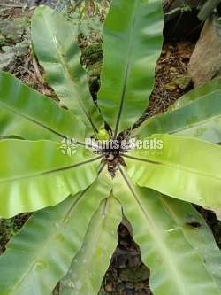 Birds nest fern