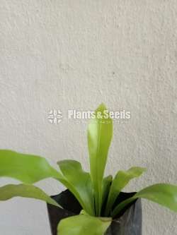 Birds nest fern
