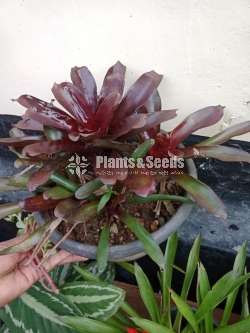 Outdoor Plants