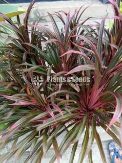 Outdoor Plants