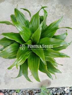 Outdoor Plants