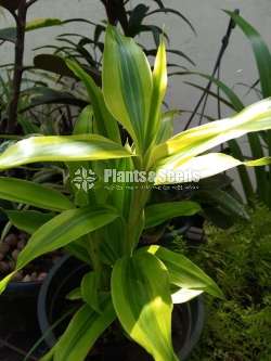 Outdoor Plants