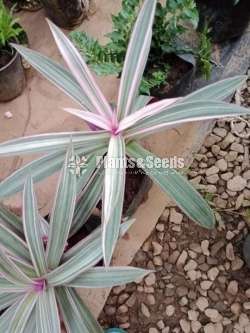 Outdoor Plants