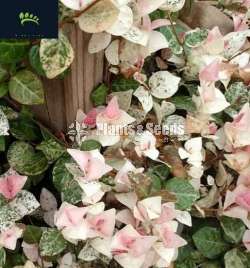 Asian Star Jasmine