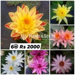 6 Water Plants 