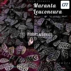 Maranta leuconeura