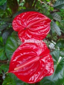 25 Anthurium for 3500