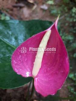 25 Anthurium for 3500