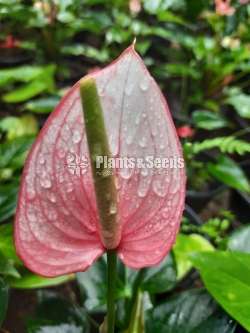 25 Anthurium for 3500