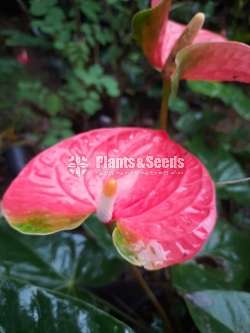 25 Anthurium for 3500