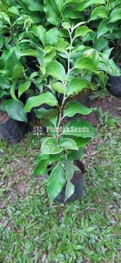 Ceylon Gooseberry (කැටඹිල්ල )