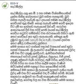 Ceylon Gooseberry (කැටඹිල්ල )
