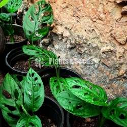 Monster Plants