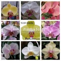 Phalaenopsis small orchids