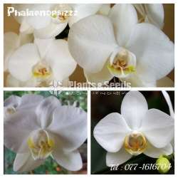 Phalaenopsis small orchids