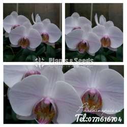 Phalaenopsis small orchids