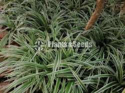 Chlorophytum(Spider plant)