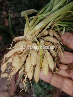 Chlorophytum(Spider plant)