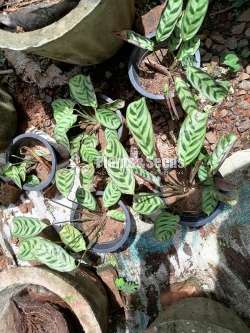 Calathea Plants