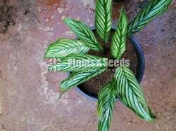 Calathea Plants