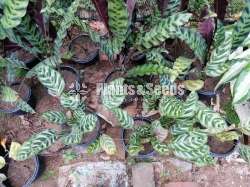 Calathea Plants