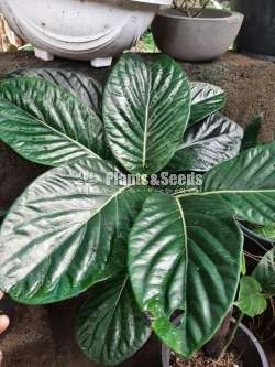 Indoor Plants Collection