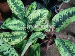 Indoor Plants Collection