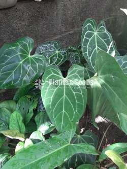 Indoor Plants Collection